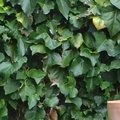 Les vielles pierres de Saint-Cergues - non datées