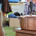 Fête de l'été 2016