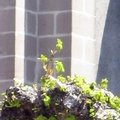 L'église 2008