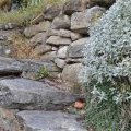 Les vielles pierres de Saint-Cergues - non datées