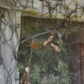 Les vielles pierres de Saint-Cergues - non datées