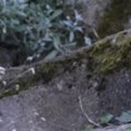 Les vielles pierres de Saint-Cergues - non datées
